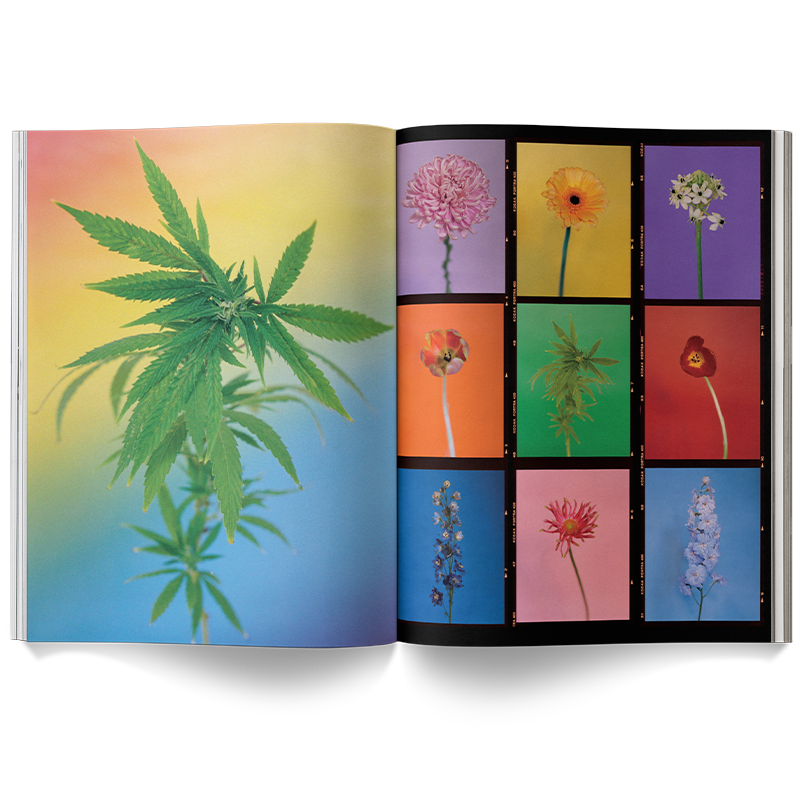 Broccoli – A Weed is a Flower Coffee Table Book