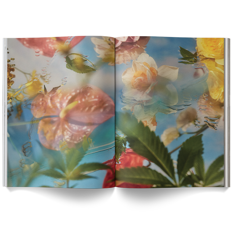 Broccoli – A Weed is a Flower Coffee Table Book