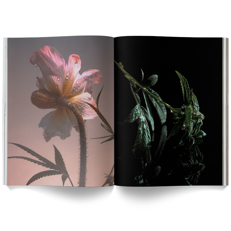 Broccoli – A Weed is a Flower Coffee Table Book